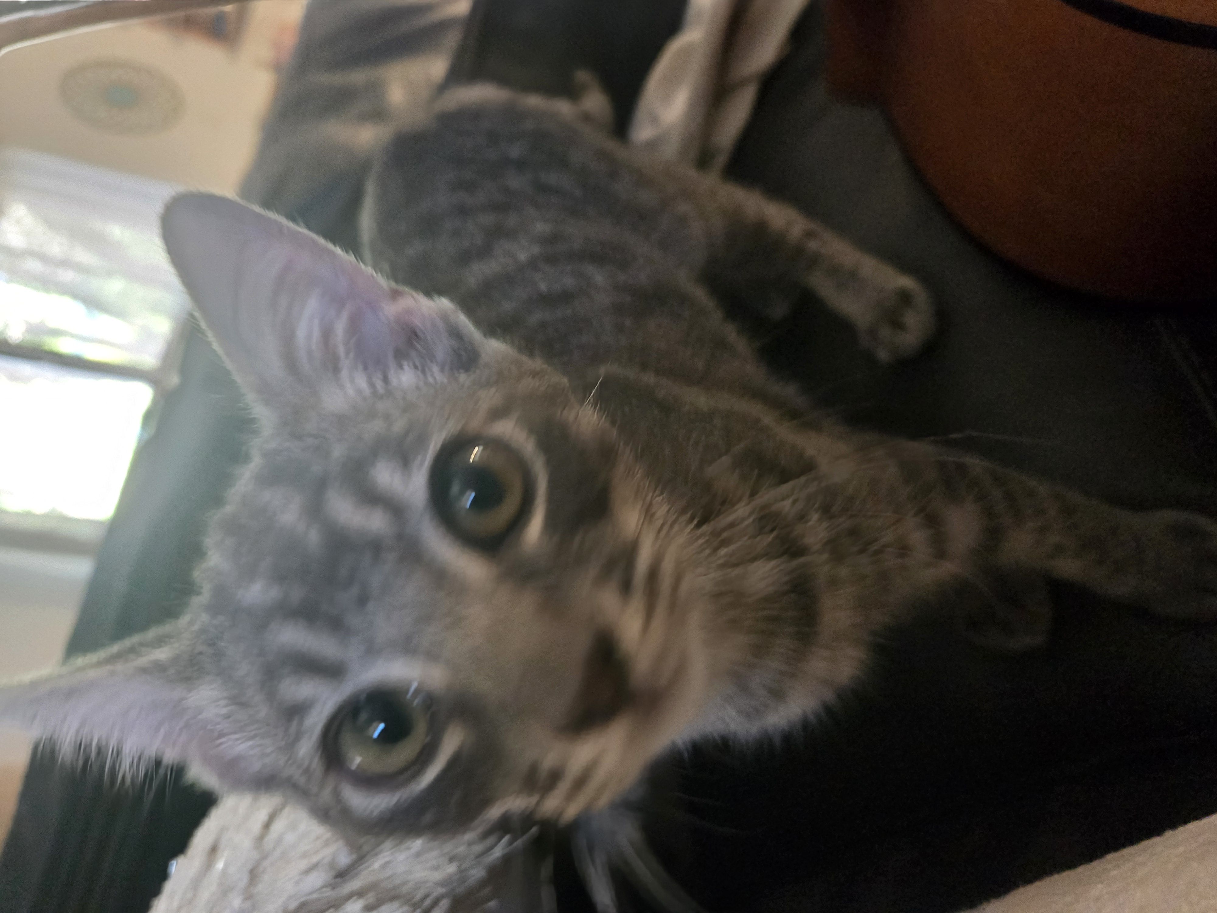 User submitted image