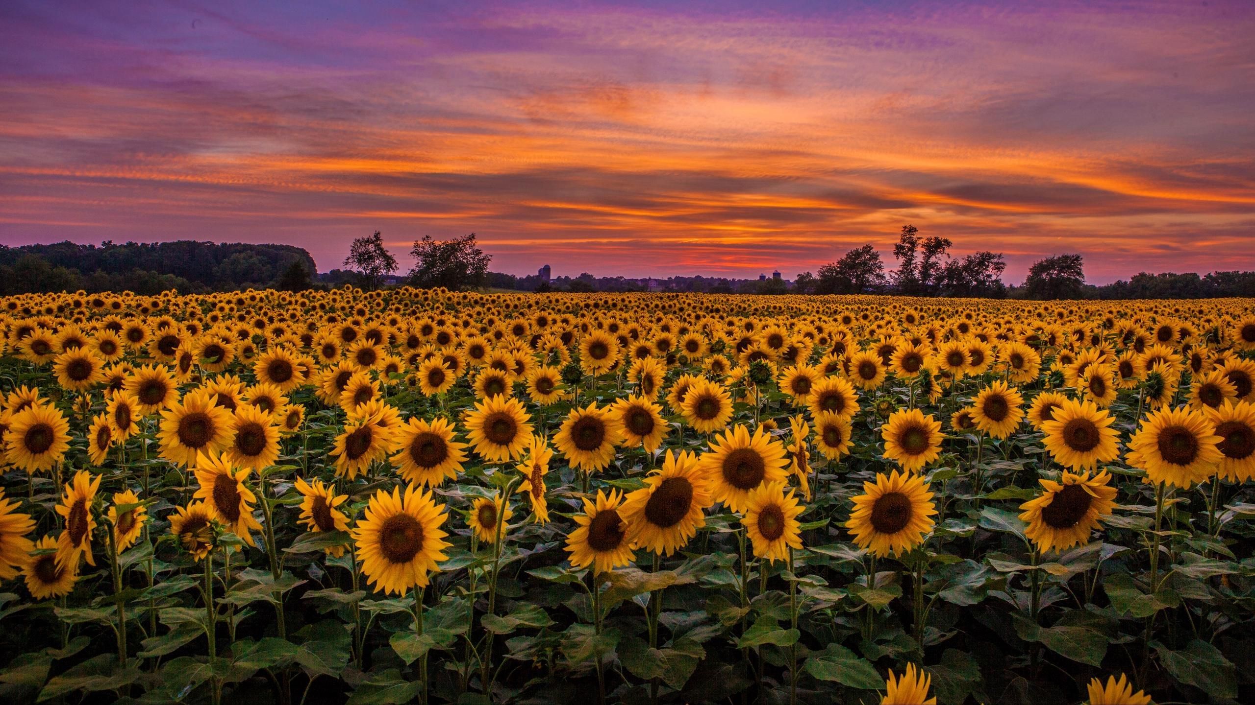 sunflower field