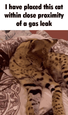 User submitted image