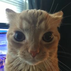 User submitted image