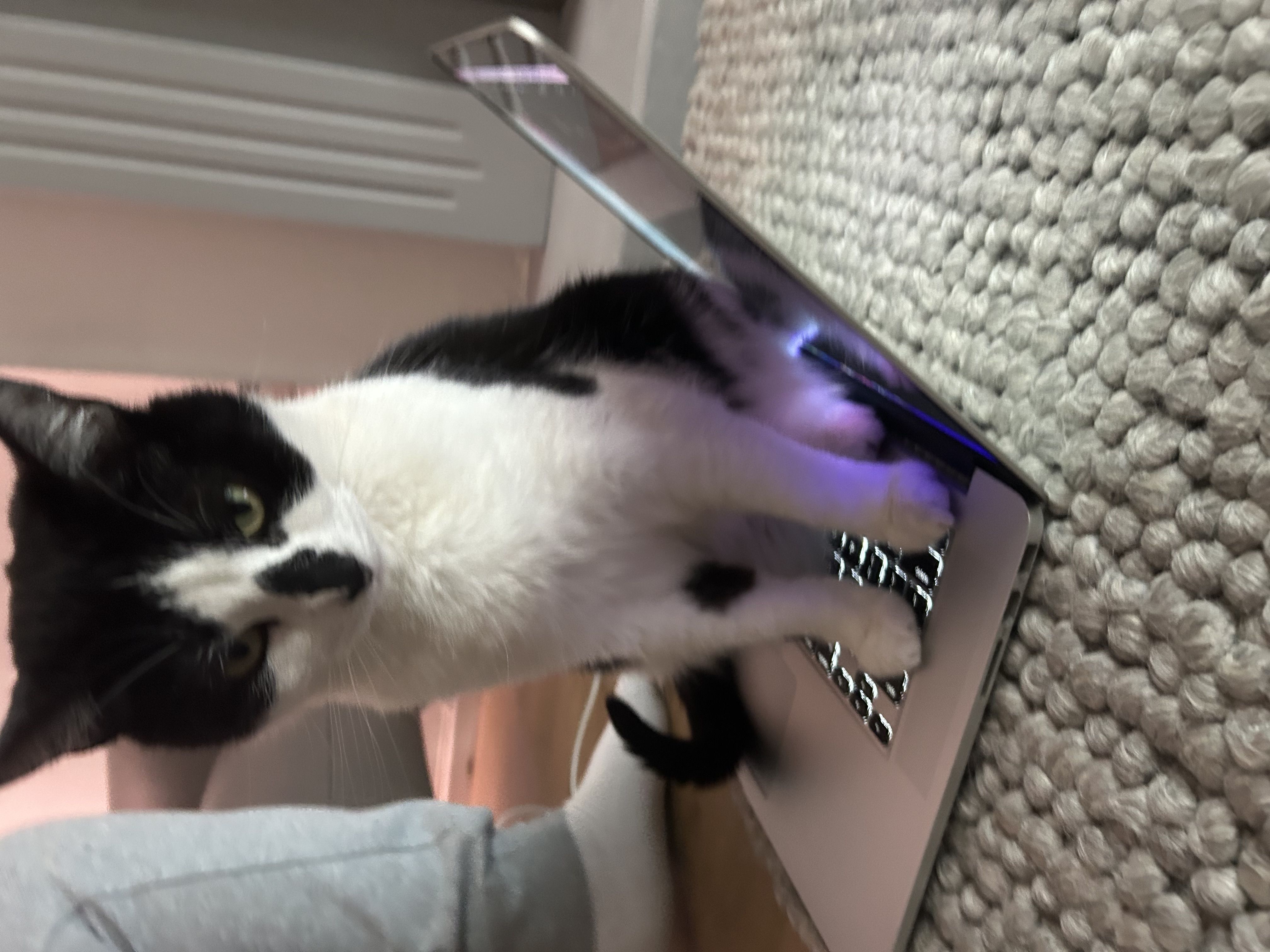 User submitted image
