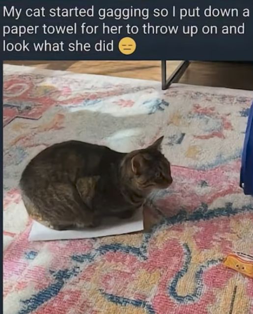 User submitted image