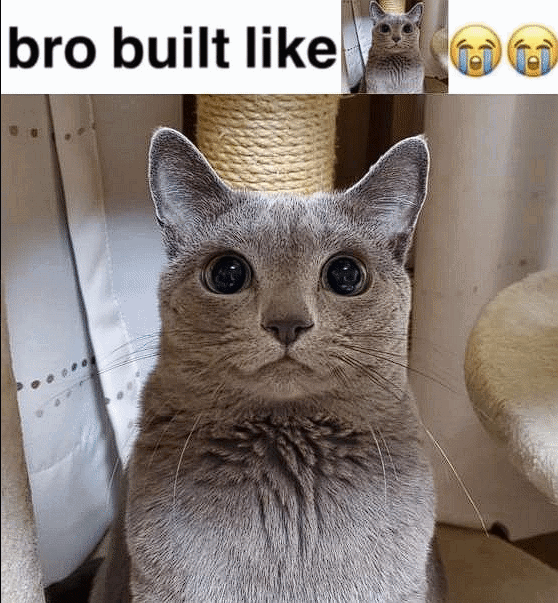 User submitted image