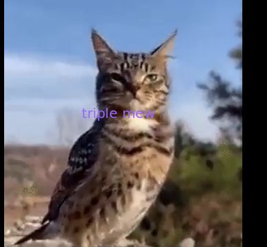 User submitted image