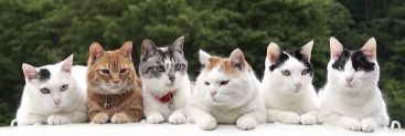 User banner